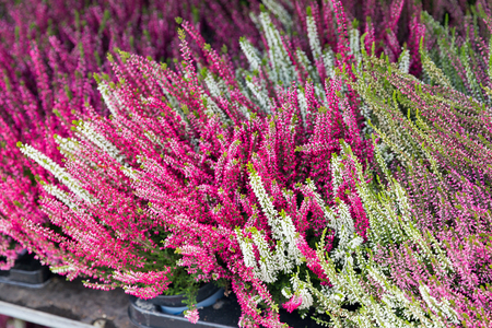 Colorful blooming red green heather decorative plant in pots closeupの写真素材