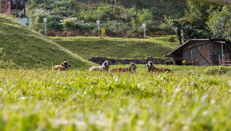 A small flock of sheep grazing on the grass meadow behind the fence in Styria, Austria.の写真素材