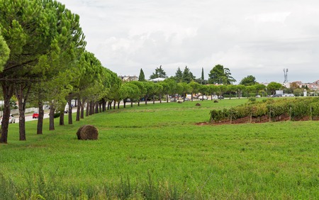 Rainy summer landscape close to Porec, Istria, Croatia. Rows of vines and haystacks in plantation scenery.の写真素材