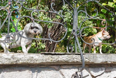 two small pure breed dogs in the garden behind the metal fence