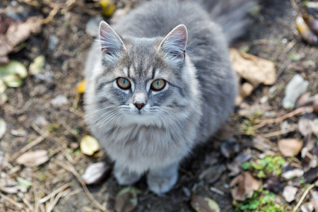 Gray street cat sitting outdoor closeup, looking at the cameraの写真素材