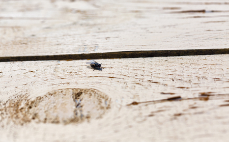 fly on a wooden surface closeup with copy spaceの写真素材