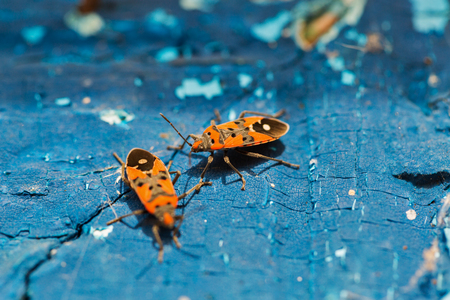 red beetles soldier on a wooden blue colored surface closeup
