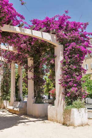Flower garden on General de Gaulle square in Ajaccio, Corsica island, France.の写真素材