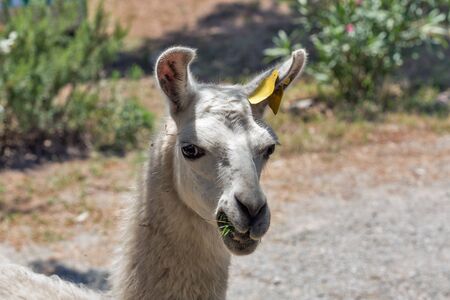 White single adult llama closeup on Corsica island, France.の写真素材