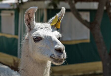 White single adult llama closeup on Corsica island, France.の写真素材