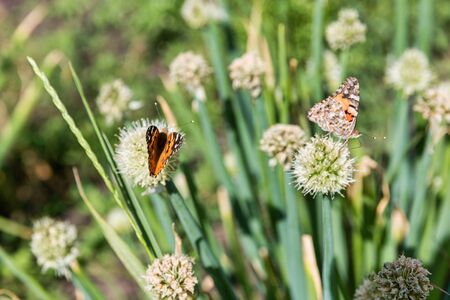 onions growing in a field on farm closeup with butterflyの写真素材