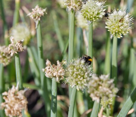 onions growing in a field on farm closeup with bumblebeeの写真素材