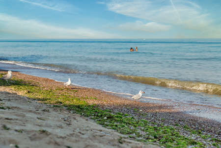 summer beach with walking seagulls. Black Sea, Ukraine.の写真素材