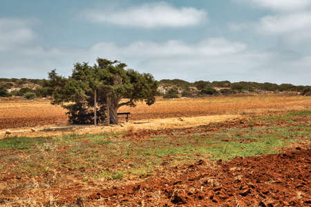 Landscape with famous old juniper Tree of Lovers in Ayia Napa, Cyprus.の写真素材