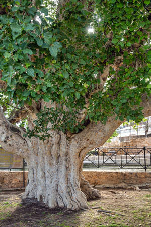 Ancient sycamore fig tree closeup near Ayia Napa monastery, Cyprus.の写真素材