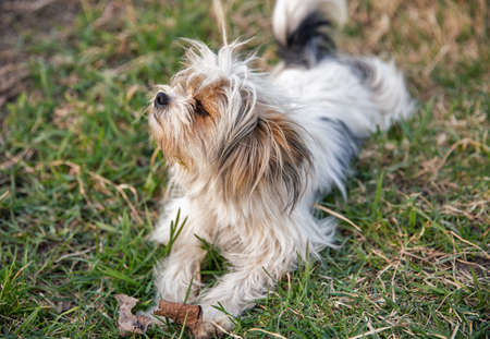 black and white lap dog closeupの写真素材