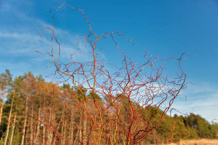 Decorative willow grows near the lake closeup.