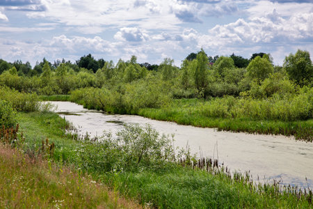 Landscape with small lake covered with duckweed in Kolodii village, Volhyn region, Western Ukraine.の写真素材