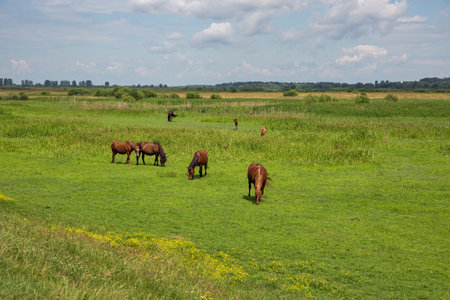 Herd of brown horses grazing in the meadow closeupの写真素材