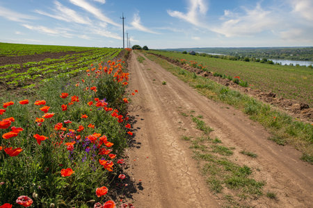 Landscape with village road through fields with blooming poppies along the river Dniester, Ukraine.の写真素材
