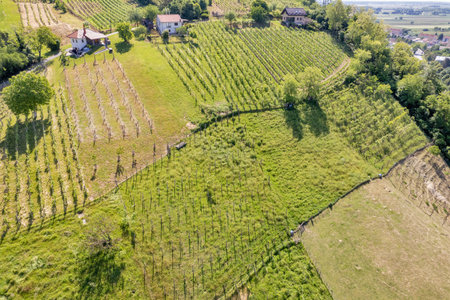 Panoramic aerial drone view of terraced vineyards and farmland in rural Lendava, Slovenia, with green fields, scattered houses, and forested hills under a sunny summer sky.の写真素材