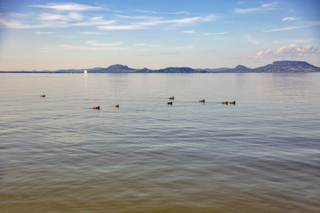 Peaceful scene of ducks floating on calm Lake Balaton waters with sailboat and rolling hills in background. Serene Hungarian landscape with soft clouds and gentle ripples at Balatonmariafurdo.の写真素材