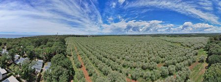 Aerial view of endless rows of olive trees in Istria, Croatia, showcasing agricultural panorama landscape, Mediterranean farming, and traditional olive cultivation.の写真素材