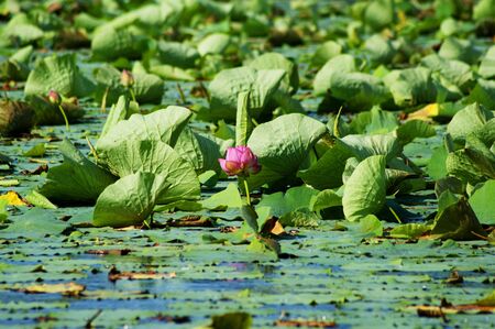 Lotus flower in the summer the pondの写真素材