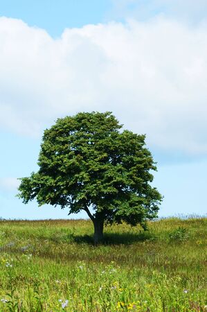 Lonely tree in the meadowの写真素材