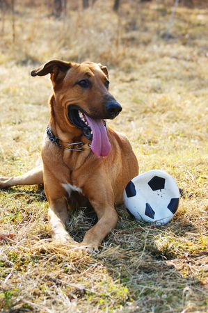 Dog playing with a soccer ball in the yard