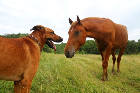 red dog and horse in fieldの写真素材