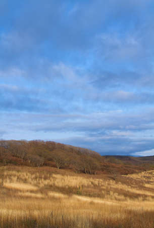 field of dry grass on a background of blue sky