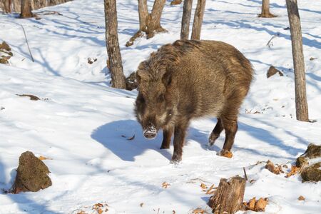 wild boar looking for food in the winter forestの写真素材