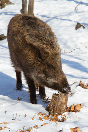 wild boar looking for food in the winter forestの写真素材