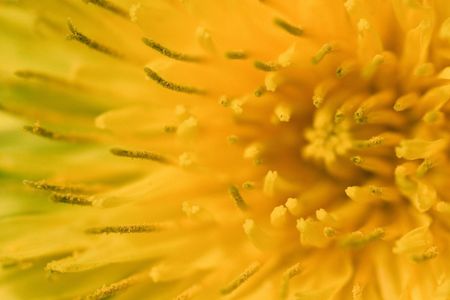 Details of dandelionの写真素材
