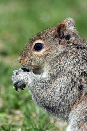 Squirrel in the park