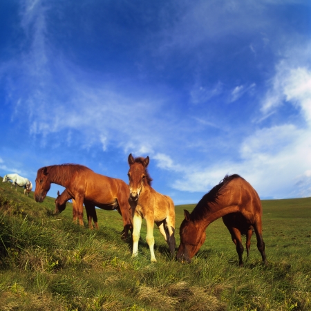 Summer in the mountains you can find free-ranging horses that all three summer months spend on these high mountain pastures

の写真素材