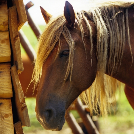 Summer in the mountains you can find free-ranging horses that all three summer months spend on these high mountain pastures

の写真素材