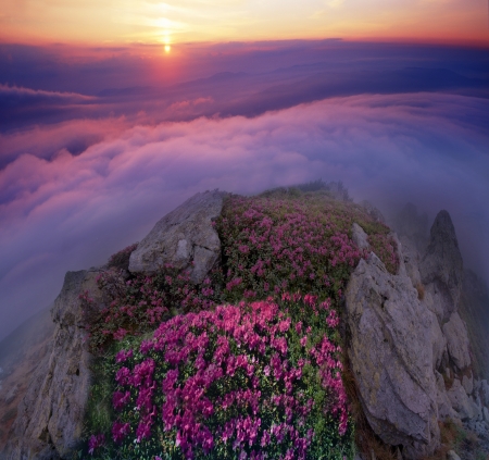 Rhododendrons, some of the most beautiful alpine flowers bloom in late spring and are particularly impressive in the early morning when the fog sun colors in incredible colorsの写真素材