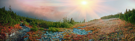 highland vegetation modest summer and unusually beautiful colors blooms in autumn, before cold...