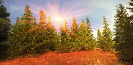 highland vegetation modest summer and unusually beautiful colors blooms in autumn, before cold weather. Blueberries, brusnika- bright red, coniferous forest green, orange buk- mountains sinie- fantastic charm.の写真素材