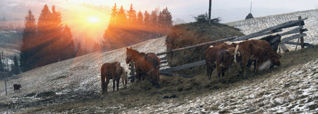 Pasture in a blizzard. In March-April after a winter in the mountains of unstable weather, and replaced by the warmth, the sun can come quickly alpine cold, strong wind and sleet and then freezing horses and cows on pastureの写真素材