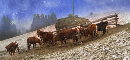 Pasture in a blizzard. In March-April after a winter in the mountains of unstable weather, and replaced by the warmth, the sun can come quickly alpine cold, strong wind and sleet and then freezing horses and cows on pastureの写真素材
