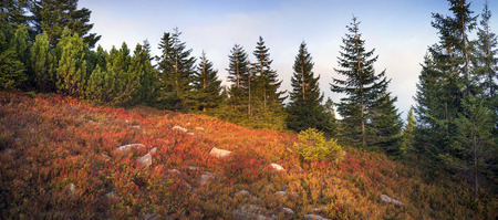 highland vegetation modest summer and unusually beautiful colors blooms in autumn, before cold weather. Blueberries, brusnika- bright red, coniferous forest green, orange buk- mountains sinie- fantastic charm.の写真素材