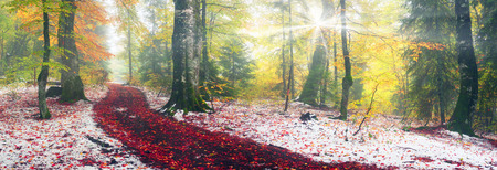 Autumn in Transcarpathia Carpathians alpine forest after a snowfall - is a magical combination of colors, frost, frost and drawing branches. Ukrainian Mountain West Ukraine is famous for its wildlifeの写真素材