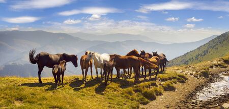 Grazing wild horses on the slopes of the mountain peaks in the morning  evening, on a hot summer...
