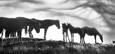 Grazing wild horses on the slopes of the mountain peaks in the morning  evening, on a hot summer day. Shepherds herd of Ukrainian Hutsul released into the mountains without a guard to fallの写真素材