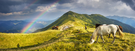 Ukraine, Kolochava, August 7, 2015: Grazing wild horses on the slopes of the mountain peaks in the morning  evening, on a hot summer day. Shepherds herd of Ukrainian Hutsul released into the mountains without a guard to fallの写真素材