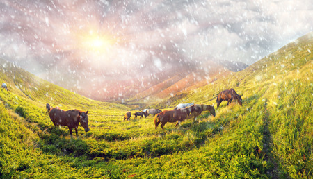 Grazing wild horses on the slopes of the mountain peaks in the morning  evening, on a hot summer day. Shepherds herd of Ukrainian Hutsul released into the mountains without a guard to fallの写真素材