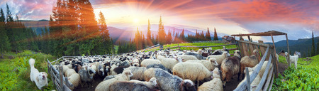 High in the mountains at sunset shepherds graze cattle among the panorama of wild forests  fields of the Carpathians. Sheep provide wool, milk  meat for agriculture Traditional economy Highlandersの写真素材