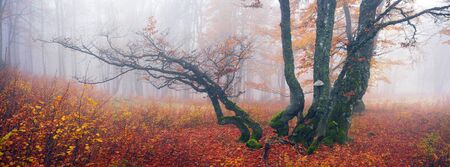 Delicate beautiful colors of autumn on a background of wild forests of the Ukrainian Carpathians, artistic haze and the sun's rays, shining among the trunks, thick carpet of leaves falling on the groundの写真素材