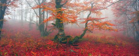 Delicate beautiful colors of autumn on a background of wild forests of the Ukrainian Carpathians, artistic haze and the sun's rays shining among the trunks thick carpet of leaves falling on the groundの写真素材