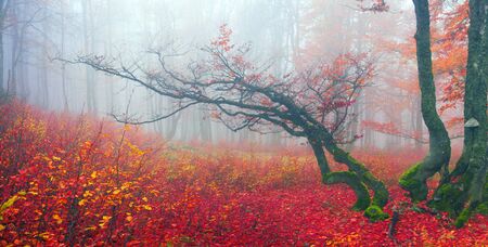 Delicate beautiful colors of autumn on a background of wild forests of the Ukrainian Carpathians,...