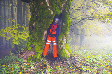 In the wild Carpathian Ukraine forest grows mysterious ancient alpine ash, like the story about the...